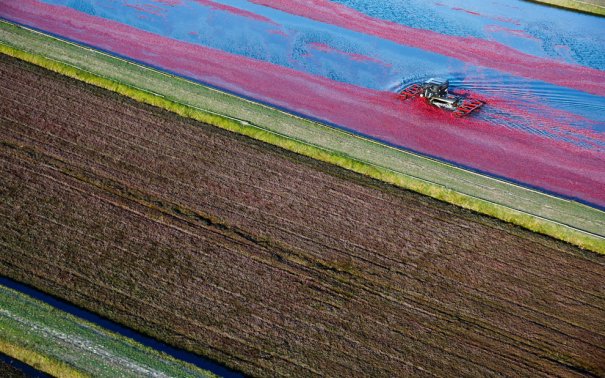 AP Photo/Wisconsin State Cranberry Growers Association, Andy Manis