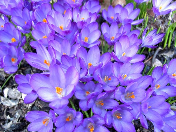 Crocus_Bonte_Krokus Природа