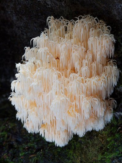 разные виды грибов на фото 12