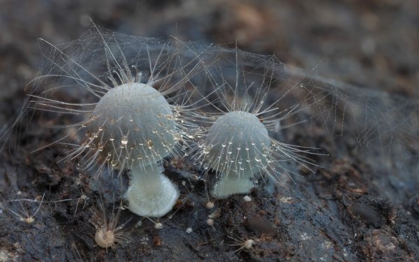 разные виды грибов на фото 20