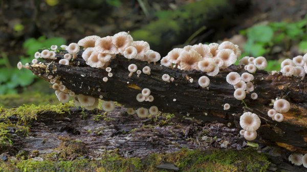разные виды грибов на фото 1