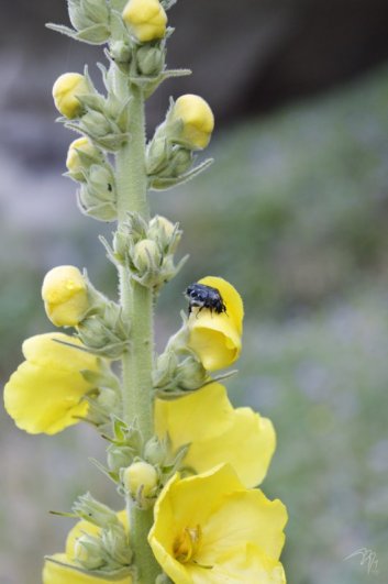 Бронзовка вонючая (Oxythyrea funesta) на коровяке (Verbascum sp.)