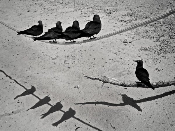 Остров черных чаек. Австралия. Автор фото: Владимир Сидоркин