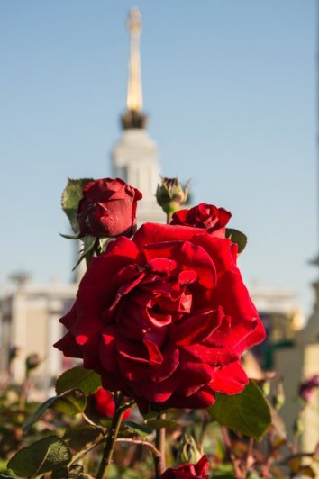 Кустовая роза в ВДНХ(красная)