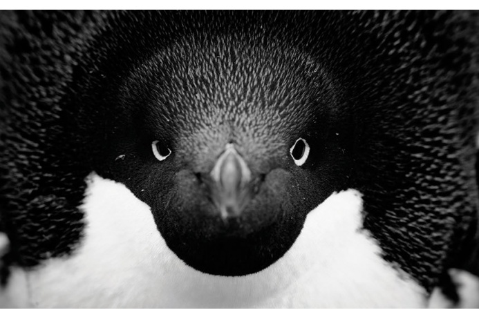 Фото Антарктиды 2 – Фотограф Алекс Бернаскони