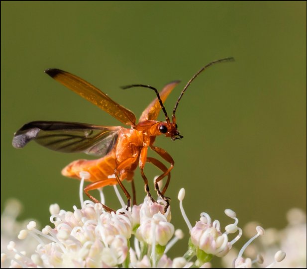 Игорь Кунин – фото насекомых