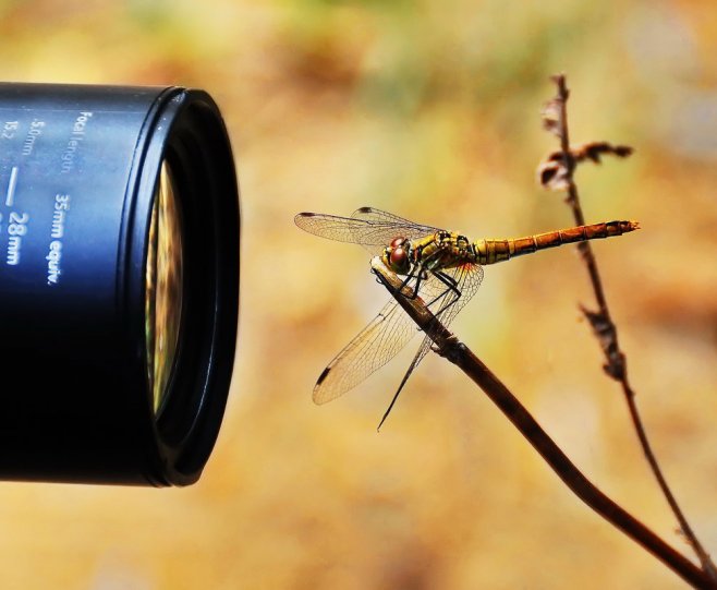 ФотоЛорик . – фото насекомых
