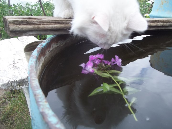 Кира цветок и бочка с водой