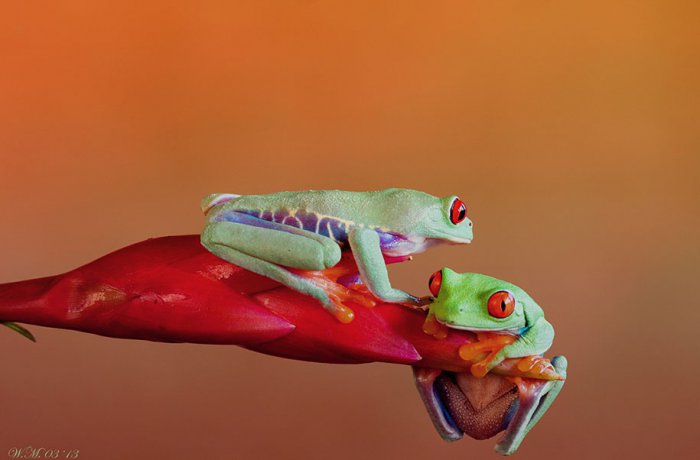 Заманчивый мир лягушек в макрофотографии Уила Мийера - №8