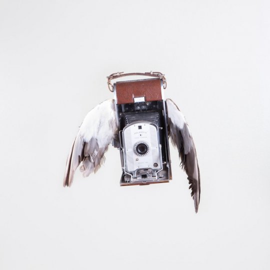 Летающие птицы-фотокамеры Пола Октавиуса - №2