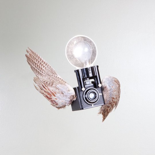 Летающие птицы-фотокамеры Пола Октавиуса - №6