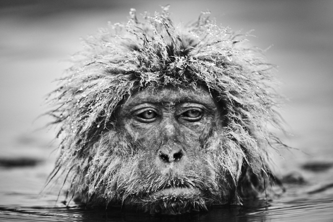 Фотограф David Yarrow - №6