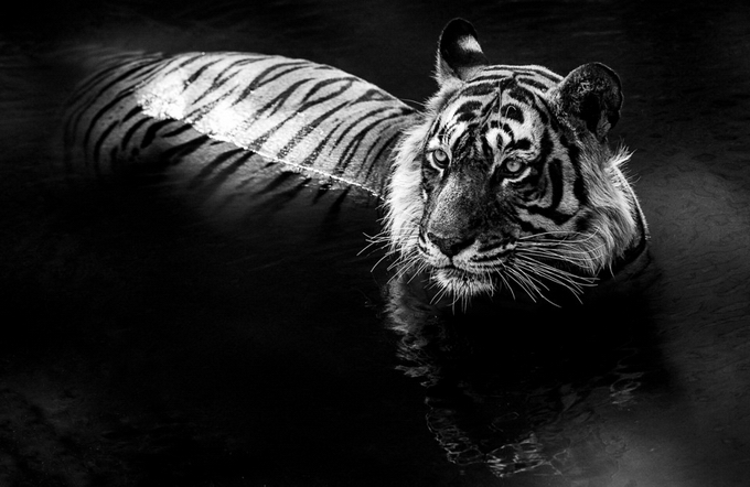 Фотограф David Yarrow - №8