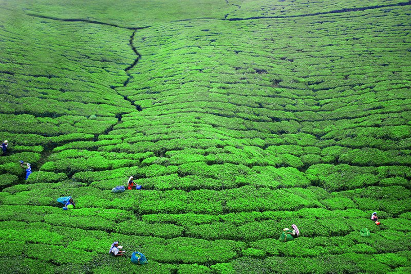 Женщины, работающие на чайной плантации. Нувара Элия, Шри-Ланка
