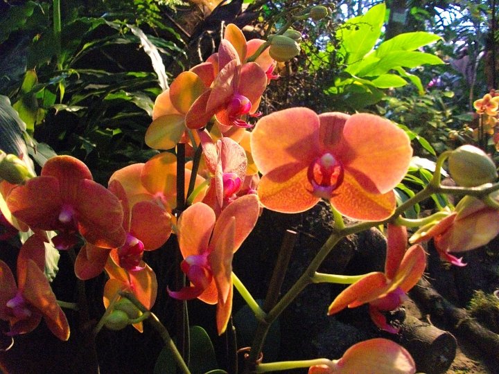 Орхидеи Ботанического сада С-Пб.