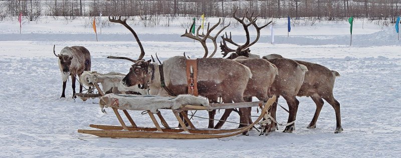 северные помощники