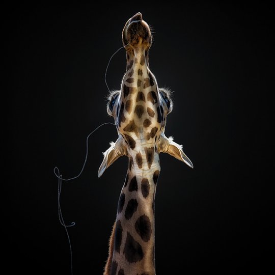 «Слюнявый жираф». Педро Джарк Кребс, Перу