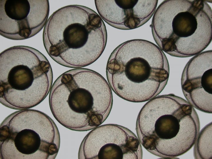 Эмбрионы кефали (Mugil cephalus) в 40x увеличении