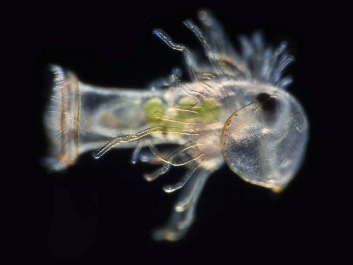 Планктонная личинка морского червя (форониды) в 450x увеличении