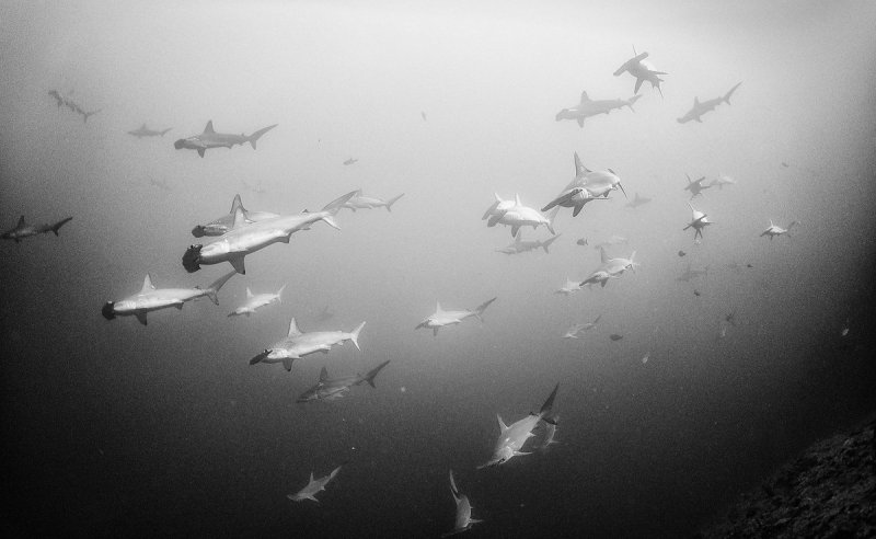 Жизнь под водой от фотографа Ануара Патьяне - №5