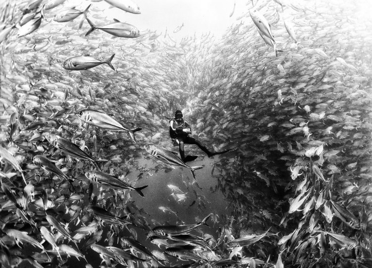 Жизнь под водой от фотографа Ануара Патьяне - №3