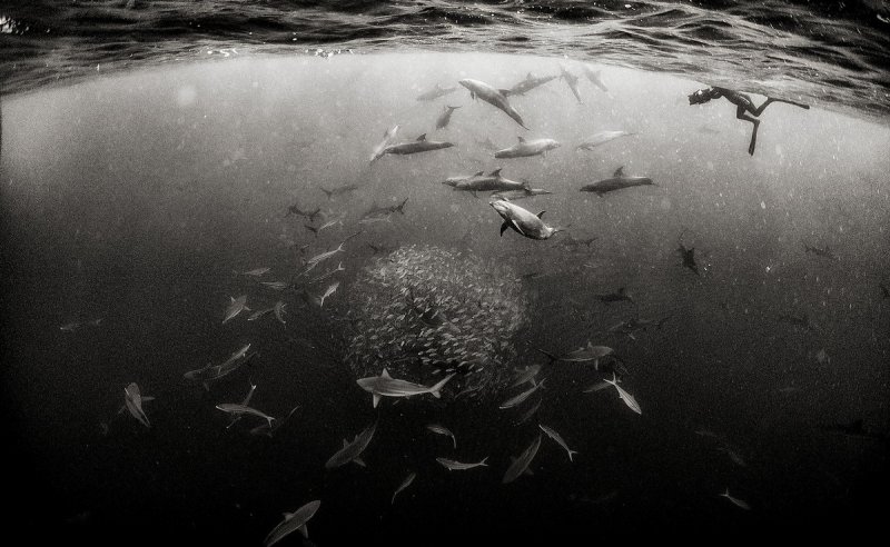 Жизнь под водой от фотографа Ануара Патьяне - №9