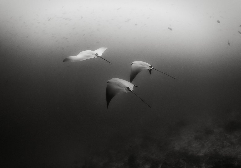 Жизнь под водой от фотографа Ануара Патьяне - №12