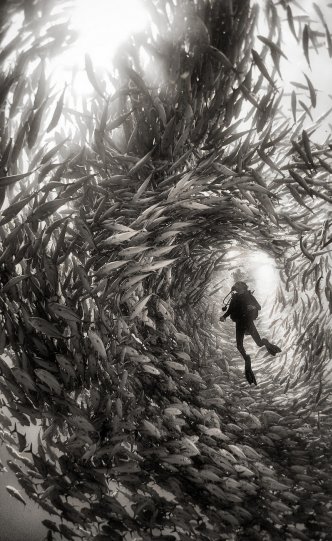 Жизнь под водой от фотографа Ануара Патьяне - №21