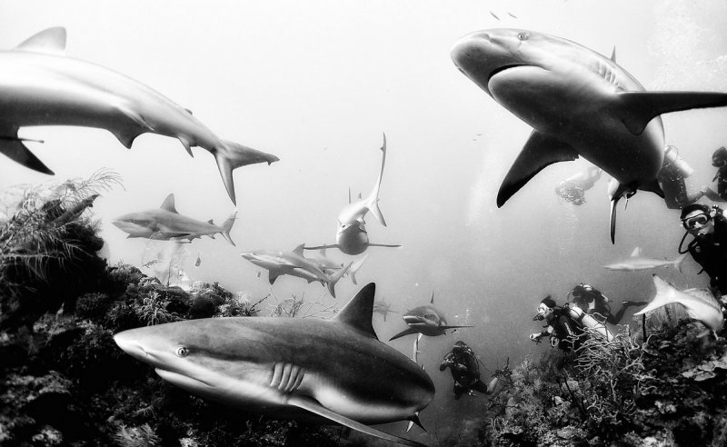Жизнь под водой от фотографа Ануара Патьяне - №18