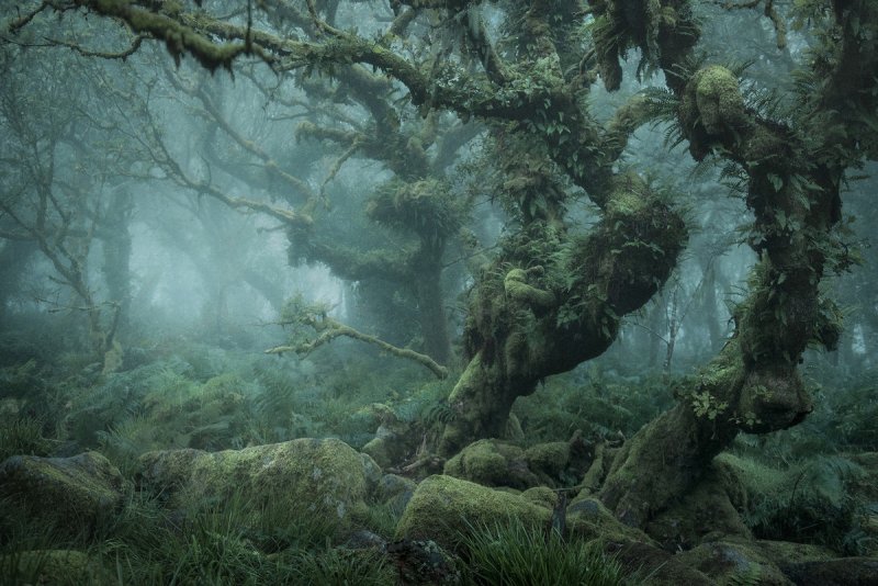Туманный лес в фотографиях Нила Бернелла - №2