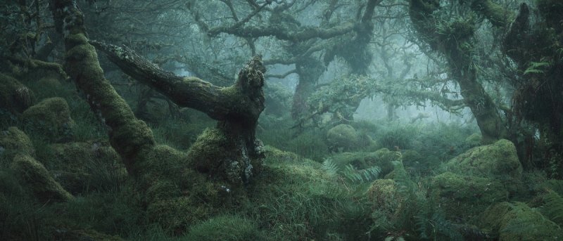 Туманный лес в фотографиях Нила Бернелла - №4