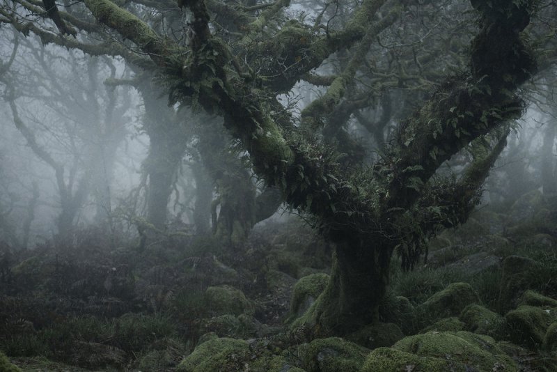 Туманный лес в фотографиях Нила Бернелла - №5