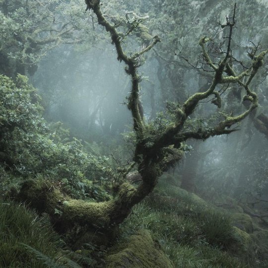 Туманный лес в фотографиях Нила Бернелла - №8