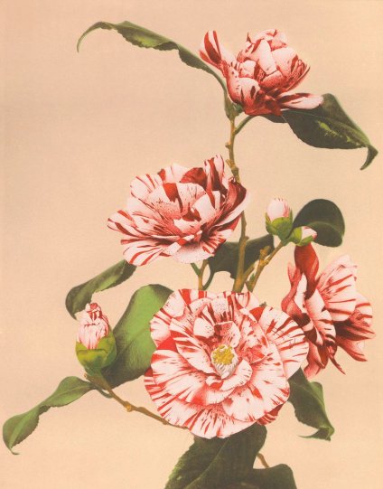 Японские цветы Огавы Кадзумасы - №14