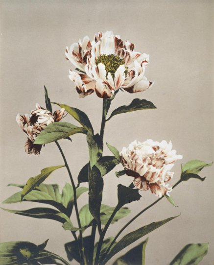Японские цветы Огавы Кадзумасы - №18