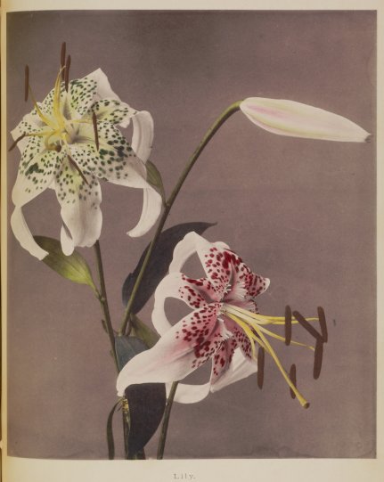 Японские цветы Огавы Кадзумасы - №24