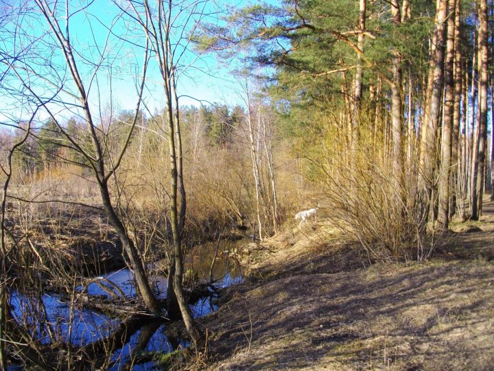 Собачка захотела искупаться.