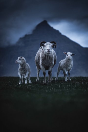 Три овцы в Восточной Исландии.