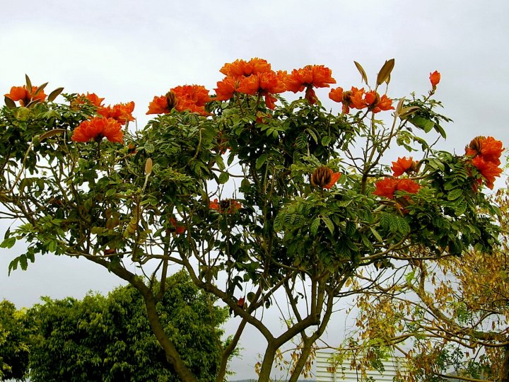 Цветёт тюльпановое дерево