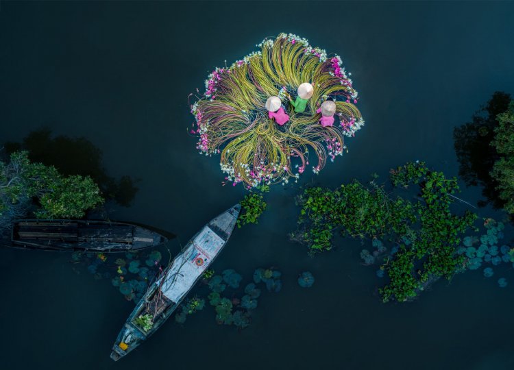 1 место. Цветы на воде. Автор фото: Хан Фан.