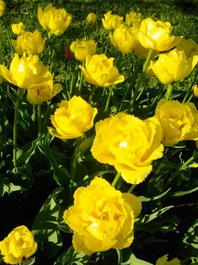 Жёлтые тюльпаны.