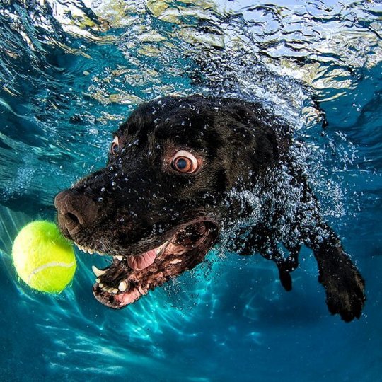 Фотопроект "Собаки под водой" - №2