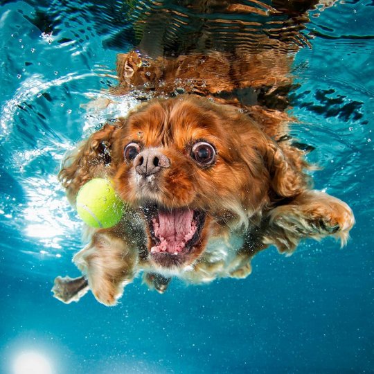 Фотопроект "Собаки под водой" - №4