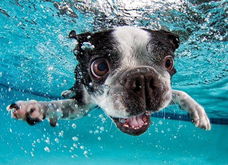 Фотопроект "Собаки под водой" - №6