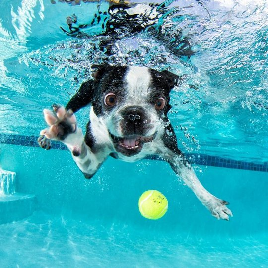 Фотопроект "Собаки под водой" - №8