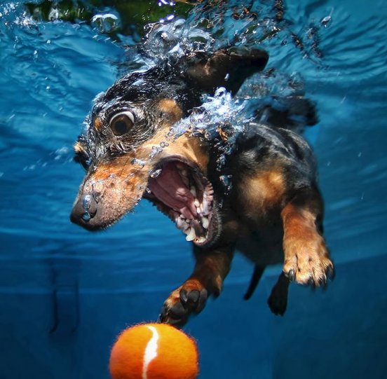 Фотопроект "Собаки под водой" - №10