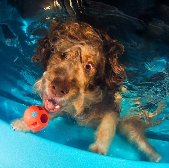 Фотопроект "Собаки под водой" - №12