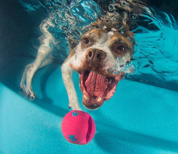 Фотопроект "Собаки под водой" - №14