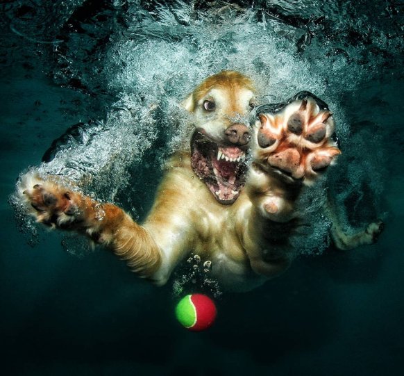 Фотопроект "Собаки под водой" - №16