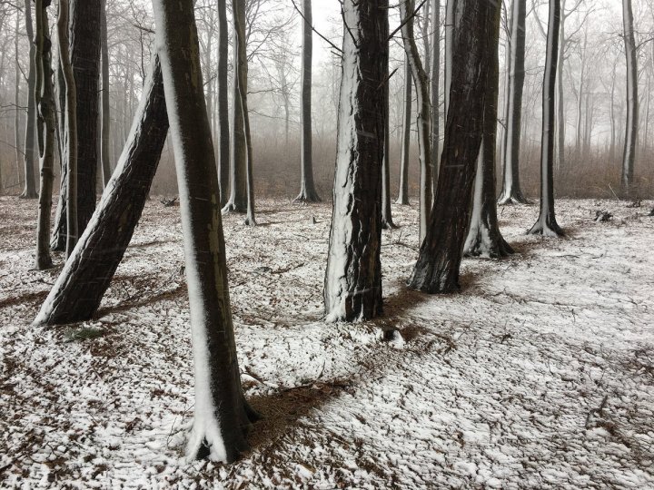 1 место в категории «Деревья» Автор фото: Кристиан Хелвиг. Снято на iPhone 6S.